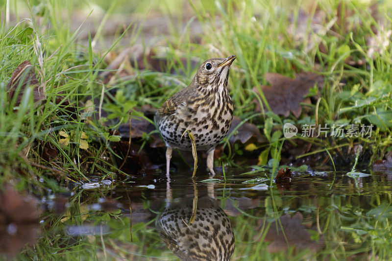 真饮(Turdus philomelos)